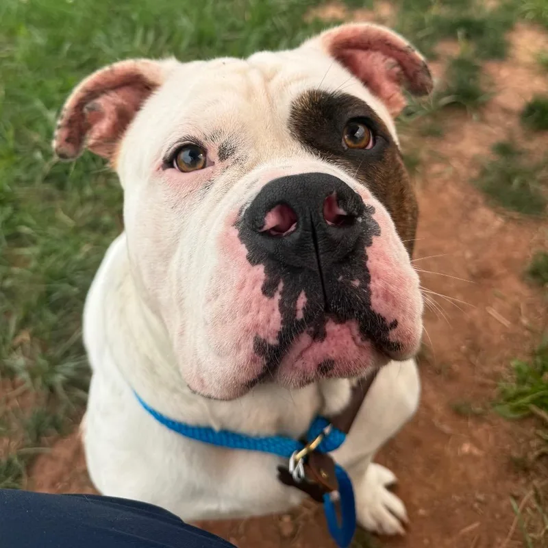Diesel