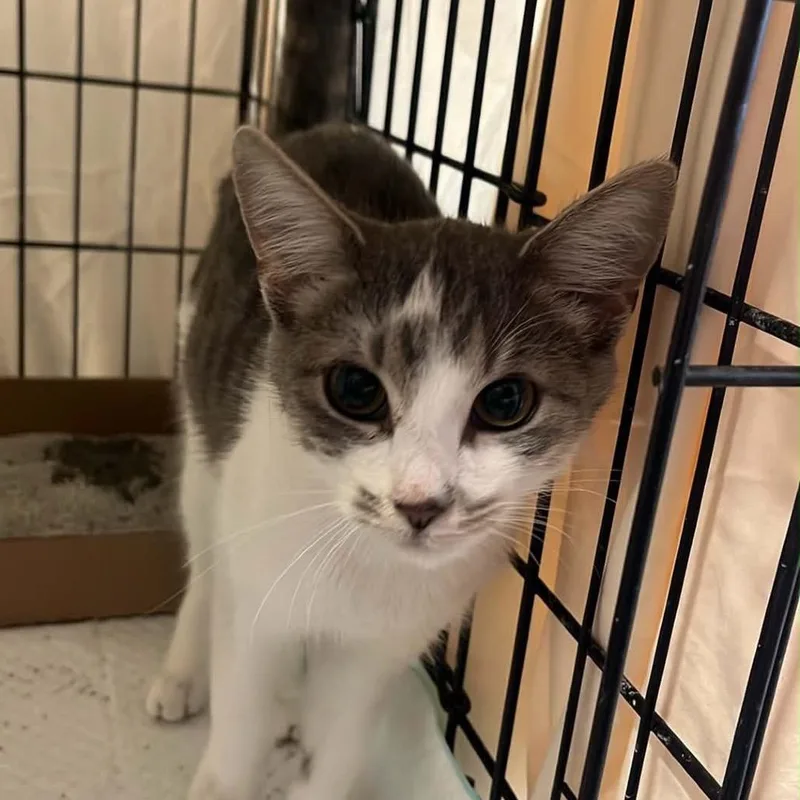 A young small-sized female Brown / Chocolate Domestic Short Hair cat named Huggie for adoption in Pasadena , MD