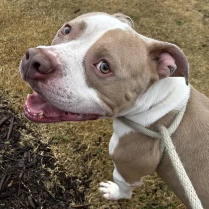 Meatball thumbnail 2