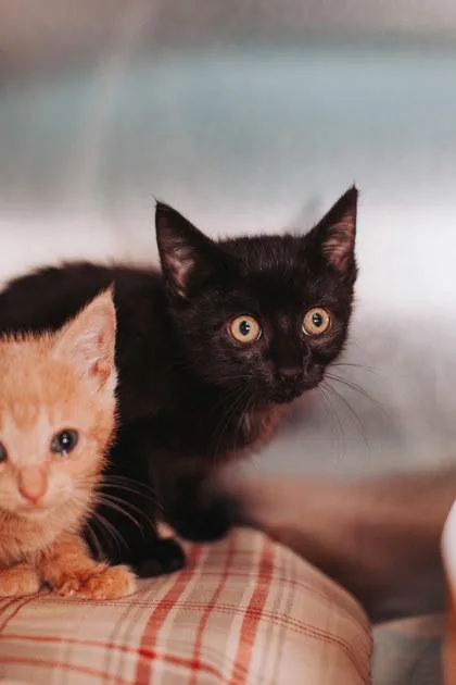 A young small-sized female Domestic Short Hair cat named B Hummus for adoption in North Charleston, SC