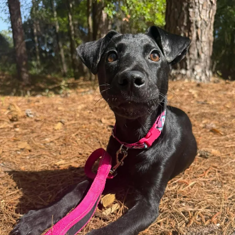 A young medium-sized female Black Labrador Retriever dog named Gipsy for adoption in Myrtle Beach, SC