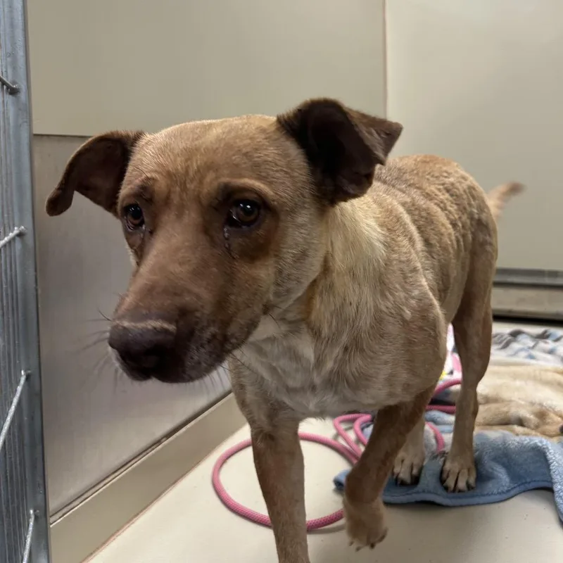 An adult medium-sized female Yellow / Tan / Blond / Fawn Mixed Breed dog named Esther for adoption in Flagstaff, AZ