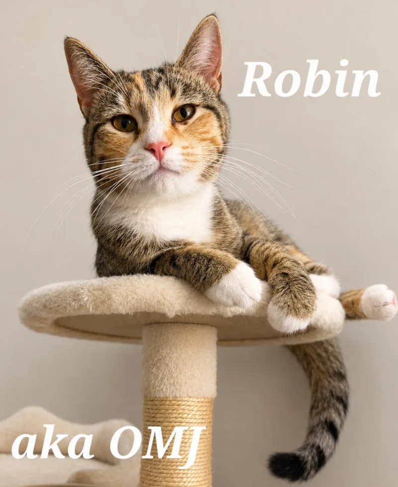 A young medium-sized female Tabby (Brown / Chocolate) Tabby cat named Robin Aka Omj for adoption in Monroeville, PA