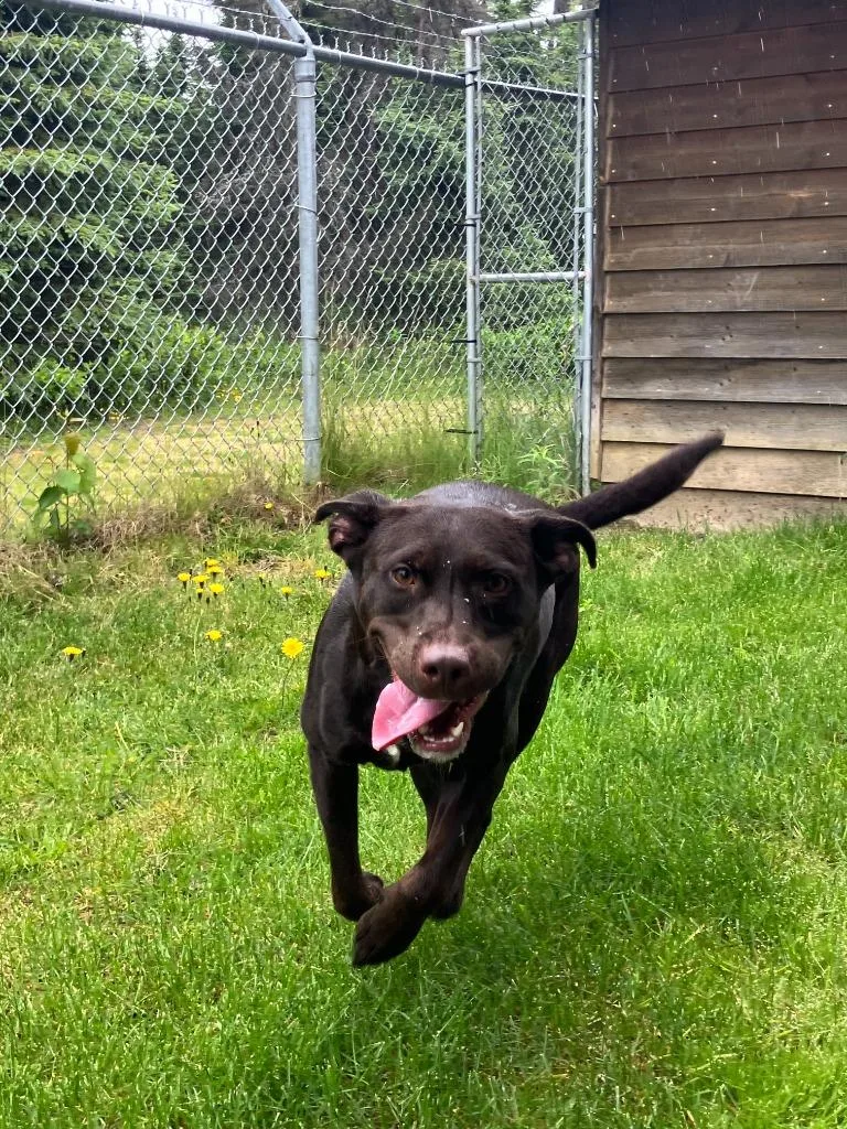 A young medium-sized female Retriever dog named Dolly for adoption in Kenai, AK
