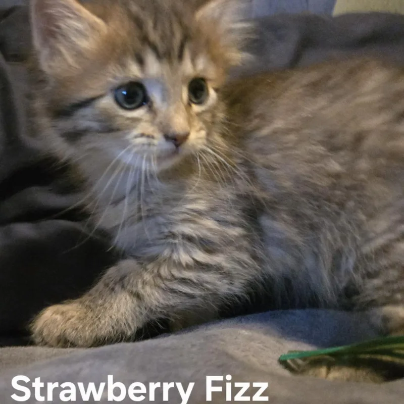 Strawberry Fizz C