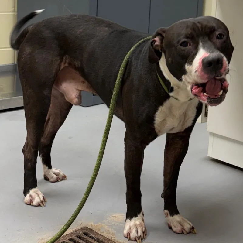 An adult medium-sized male Black Mixed Breed dog named StrayCountryPlace for adoption in Columbus, GA