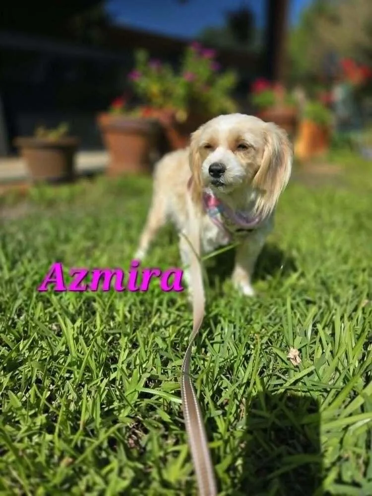 Azmira thumbnail 2