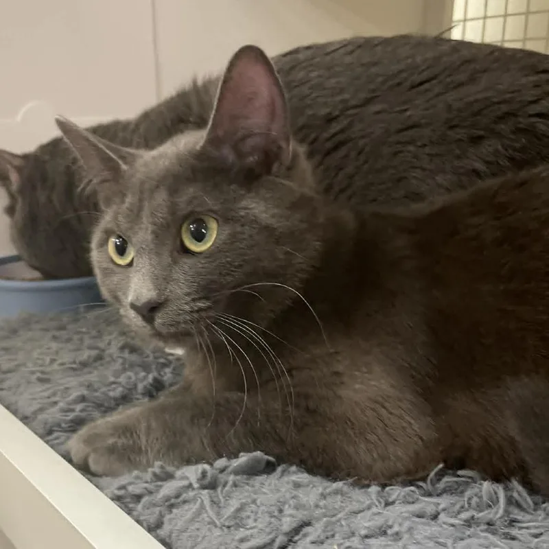A young medium-sized male Gray / Blue / Silver Domestic Short Hair cat named Mallard for adoption in St. Paul, MN
