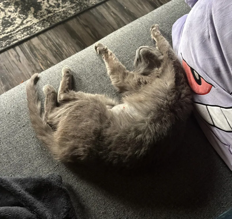 An adult medium-sized female Gray / Blue / Silver Domestic Short Hair cat named Tulip for adoption in Dublin, OH