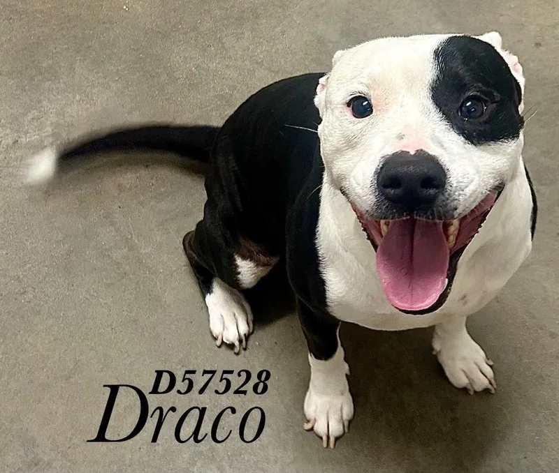 A young large-sized male Pit Bull Terrier dog named Draco for adoption in Clarksville, TN