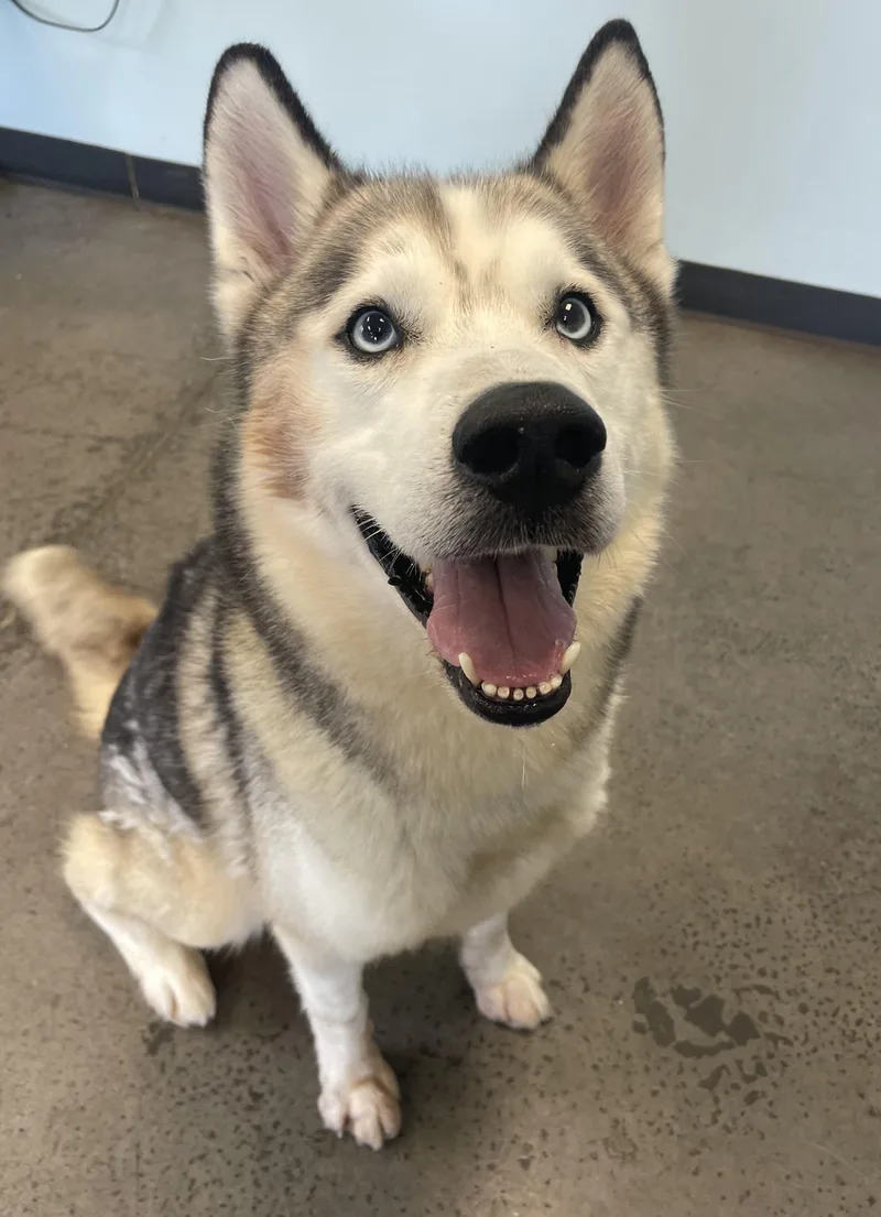 An adult large-sized male Black Husky dog named Candy Bracelet for adoption in Mishawaka, IN