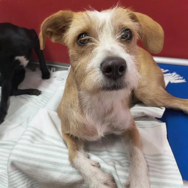 An adult medium-sized female Terrier dog named Honeybun for adoption in Tucson, AZ