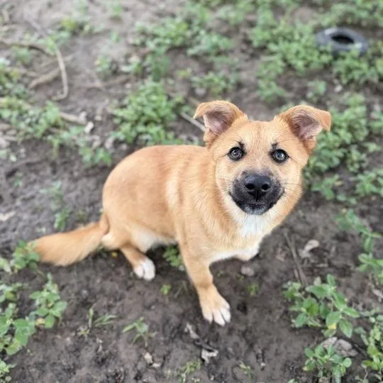 A young small-sized female Yellow / Tan / Blond / Fawn Shepherd dog named Frisbee for adoption in Carencro, LA