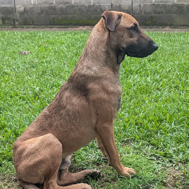 An adult medium-sized male Black Belgian Shepherd / Malinois dog named Jupiter for adoption in Volcano, HI