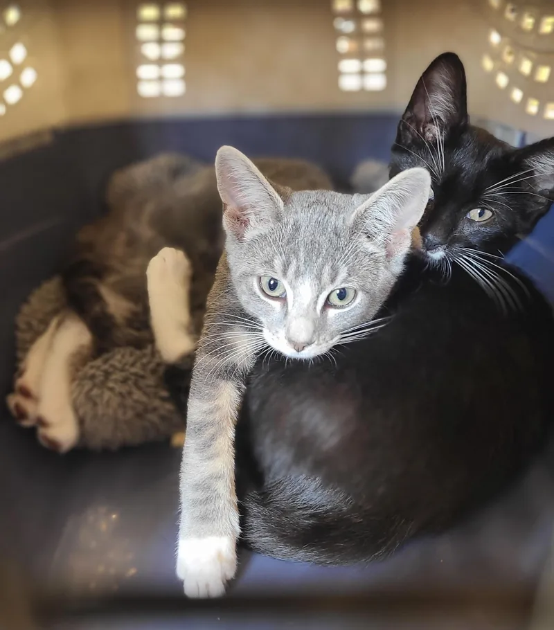 A baby medium-sized male Tabby (Gray / Blue / Silver) Domestic Short Hair cat named Paco for adoption in Hudson, NY