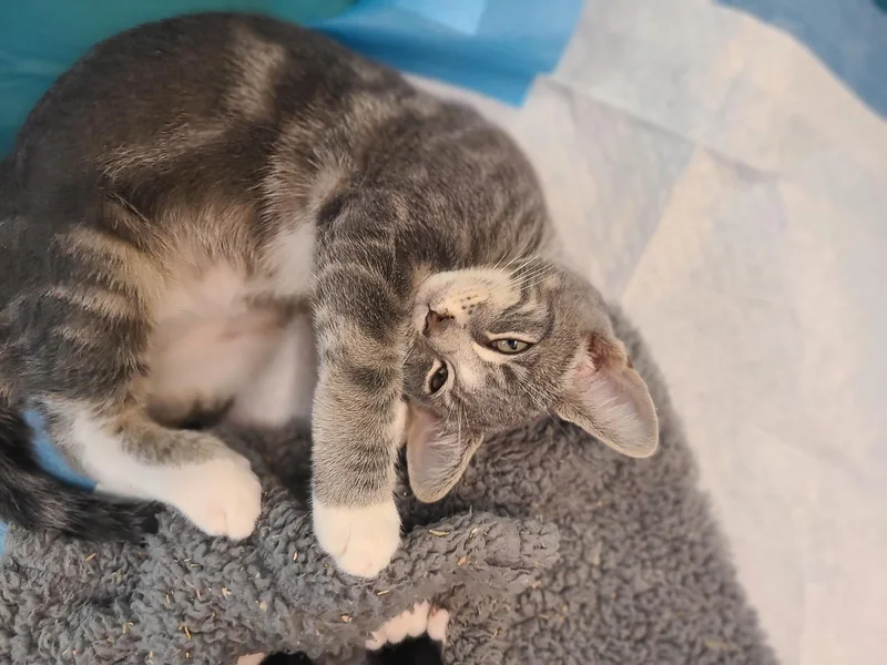 Paco thumbnail 3