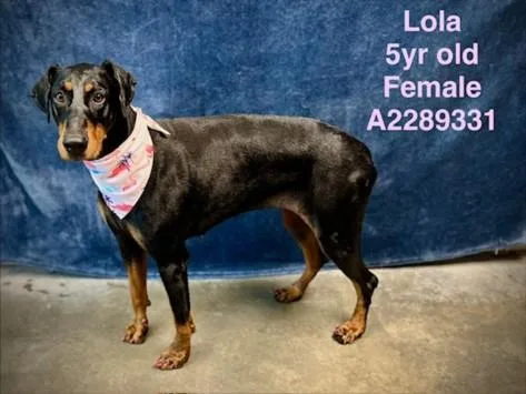 Lola