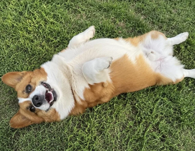 Toby The Corgi thumbnail 4