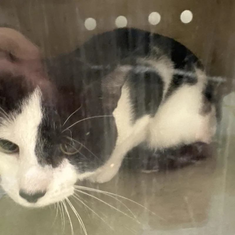 A young medium-sized male White Domestic Short Hair cat named Fone for adoption in Philadelphia, PA