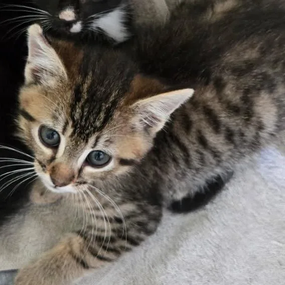 A baby small-sized male Brown / Chocolate Domestic Medium Hair cat named Pinto Bean A for adoption in SANTA ROSA BEACH, FL