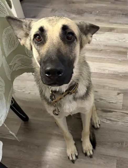 A young medium-sized female German Shepherd Dog dog named Huxley for adoption in San Antonio, TX