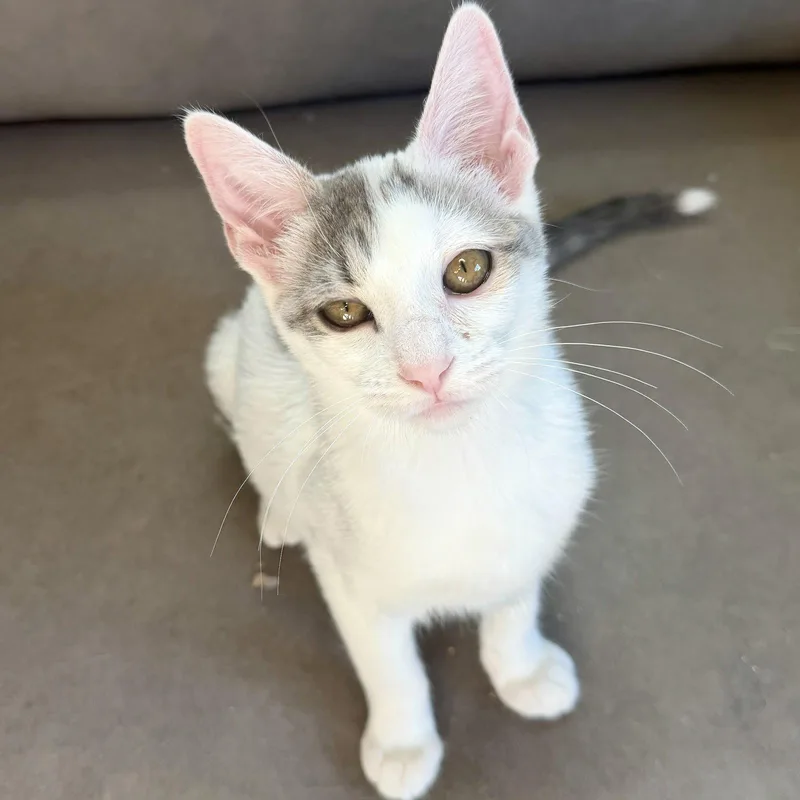 A baby medium-sized female Gray & White Domestic Short Hair cat named Platinum for adoption in Glendale, AZ