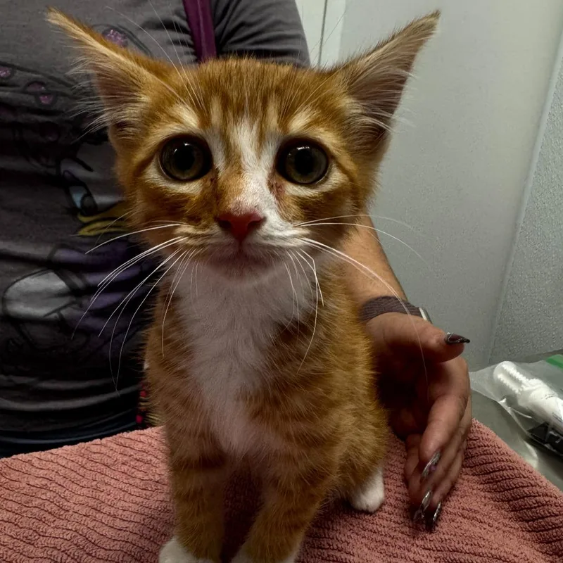 A baby small-sized male Orange / Red Domestic Short Hair cat named Nemo for adoption in Sunnyvale, CA