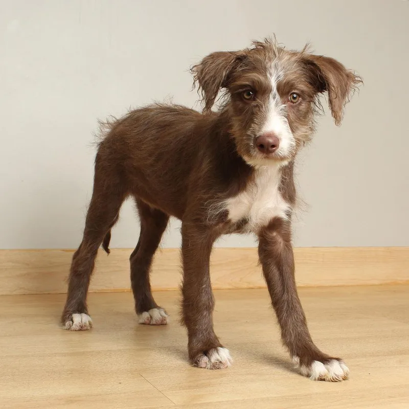A baby medium-sized female Brown / Chocolate Collie dog named Sassy D for adoption in Minnetonka, MN