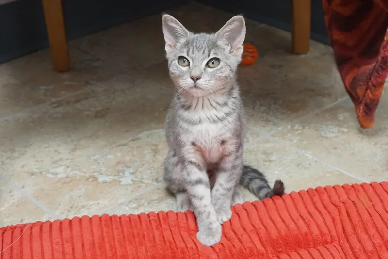 A baby small-sized female Domestic Short Hair cat named Silverina for adoption in Fountain Hills, AZ