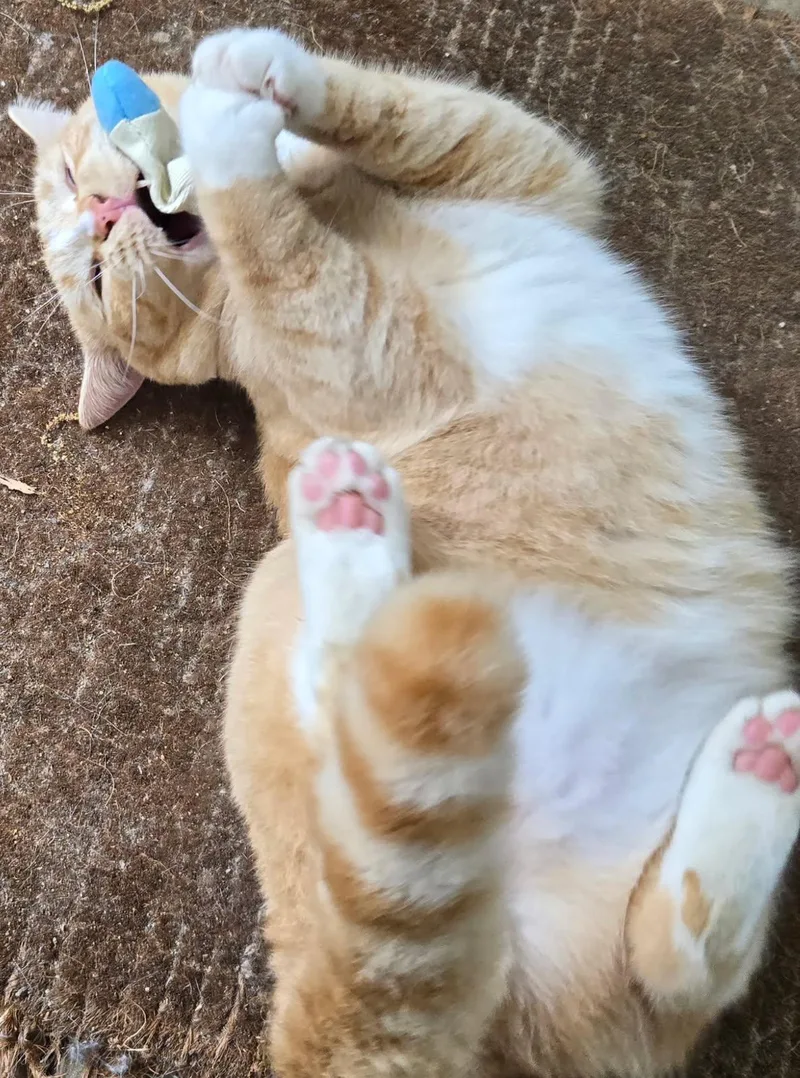 A young medium-sized male Orange / Red Domestic Short Hair cat named Georgie for adoption in Pittsboro, NC