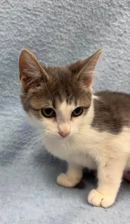 A baby small-sized female Domestic Short Hair cat named Athena for adoption in McCook, NE