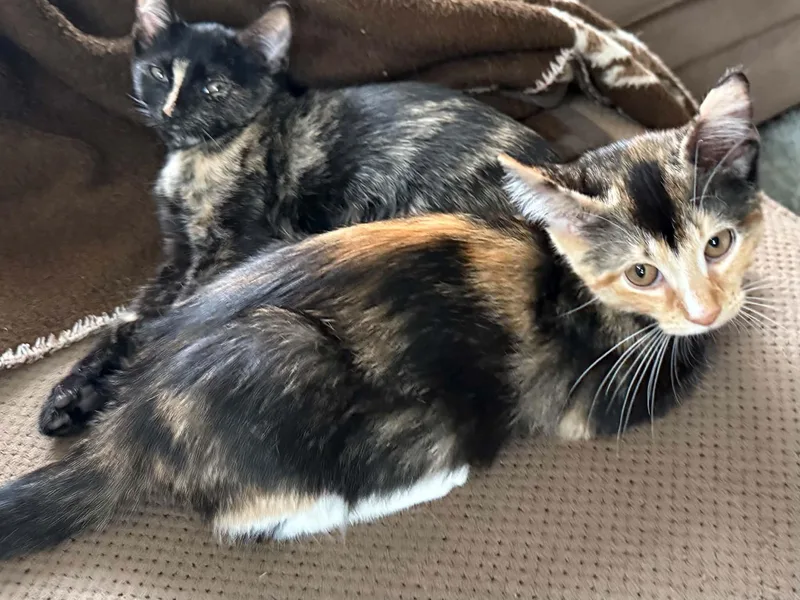 A baby small-sized female Domestic Short Hair cat named Meredith and Izzy for adoption in Hull, MA