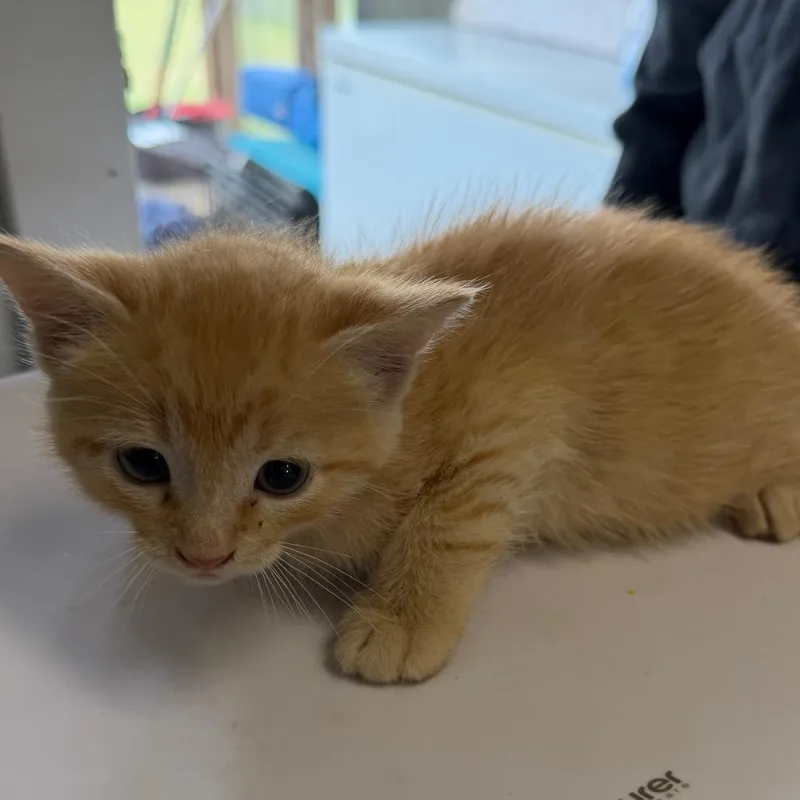 A baby small-sized male Orange / Red Domestic Short Hair cat named Dot for adoption in Floresville, TX