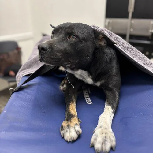 A young medium-sized male Black Pit Bull Terrier dog named Pinto for adoption in Sullivan City, TX