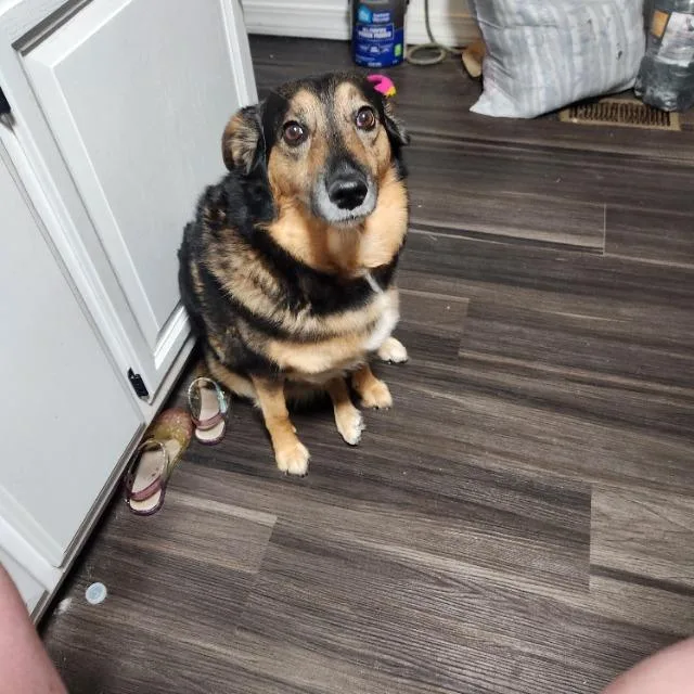 An adult medium-sized female Shepherd dog named Lilly for adoption in Huntington, IN