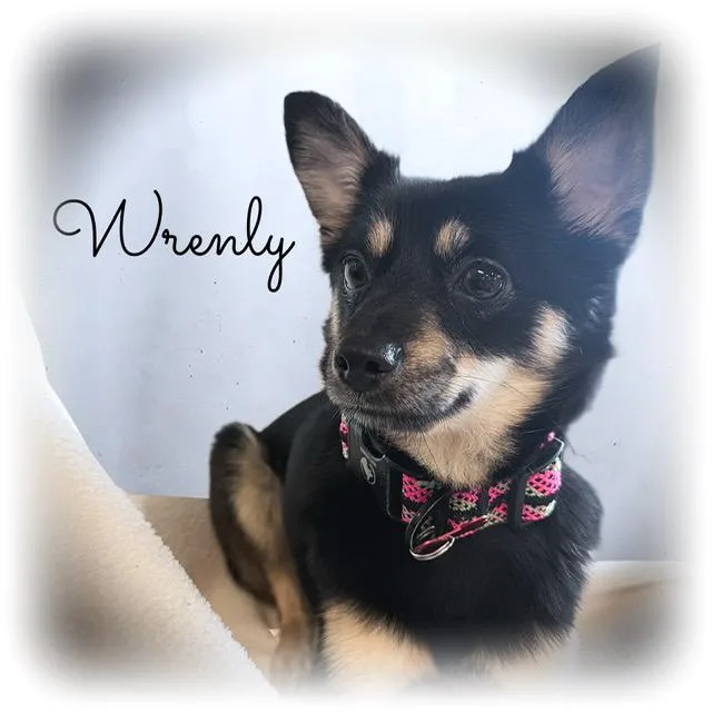 Wrenly thumbnail 5