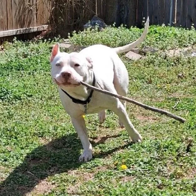 A young medium-sized male White / Cream Dalmatian dog named Frankie  Frost for adoption in lawton, OK