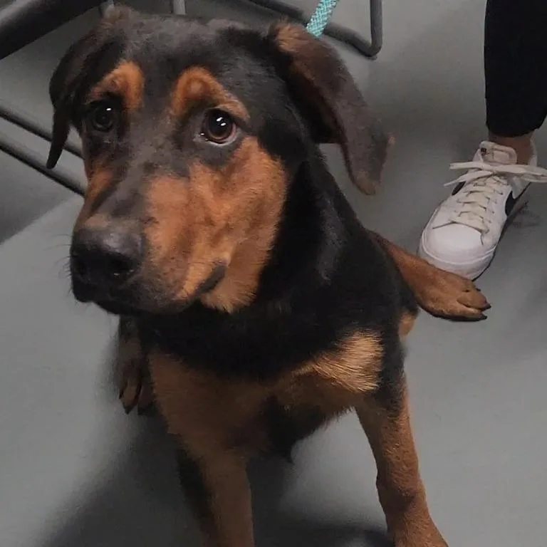 A young medium-sized female Black Mixed Breed dog named Honeybee for adoption in Troy, IL