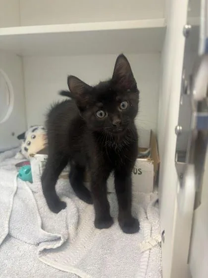 A baby small-sized male Domestic Short Hair cat named Babble for adoption in Manteo, NC