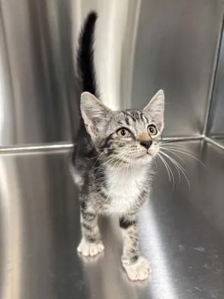 A young small-sized male Domestic Short Hair cat named Orpheus for adoption in Daphne, AL