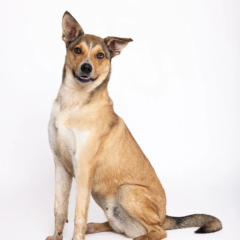 A young large-sized male Yellow / Tan / Blond / Fawn Mixed Breed dog named Axl for adoption in Leander, TX