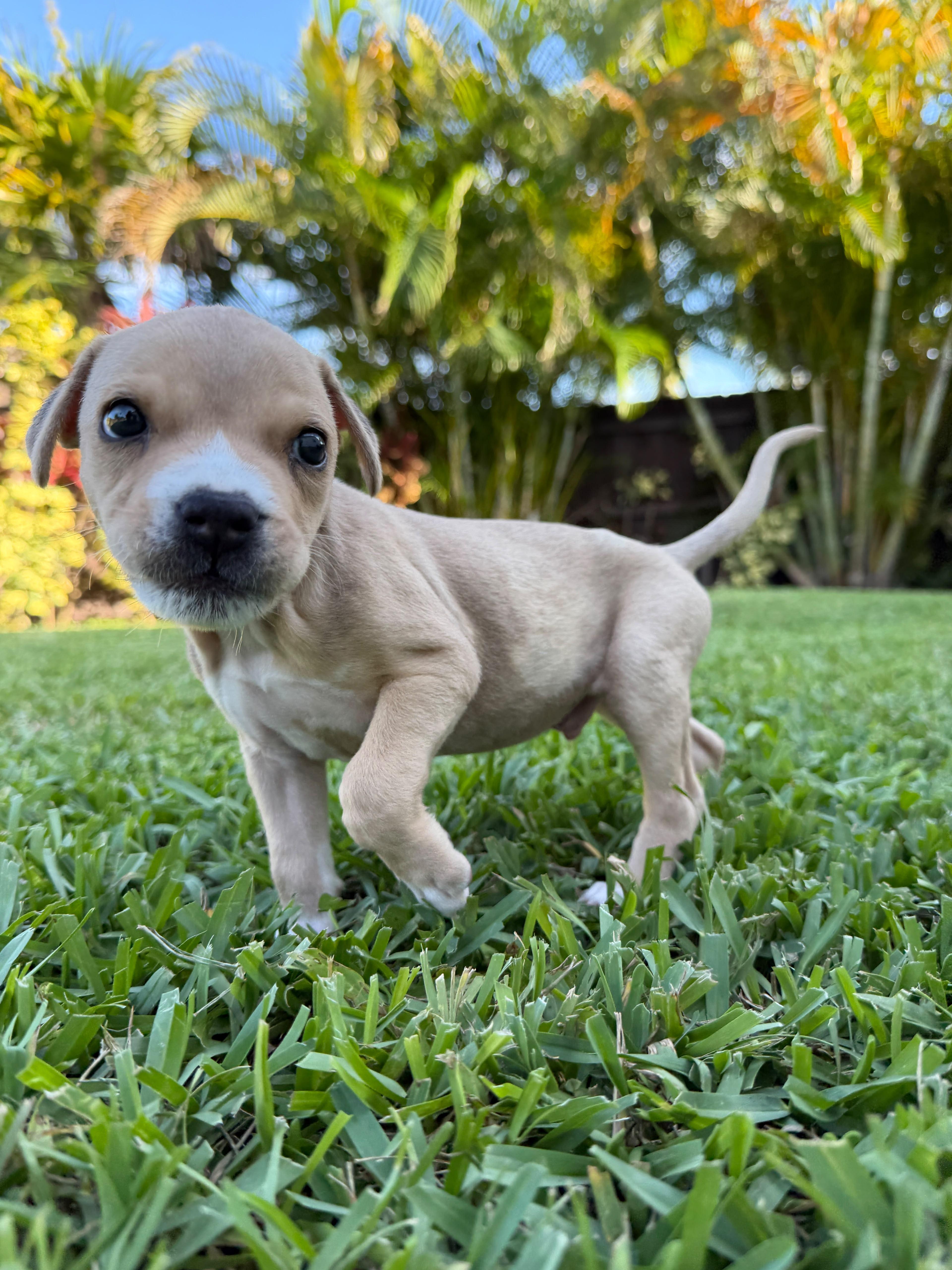 A baby medium-sized male Apricot / Beige Mixed Breed dog named Leonard for adoption in Sunrise, FL