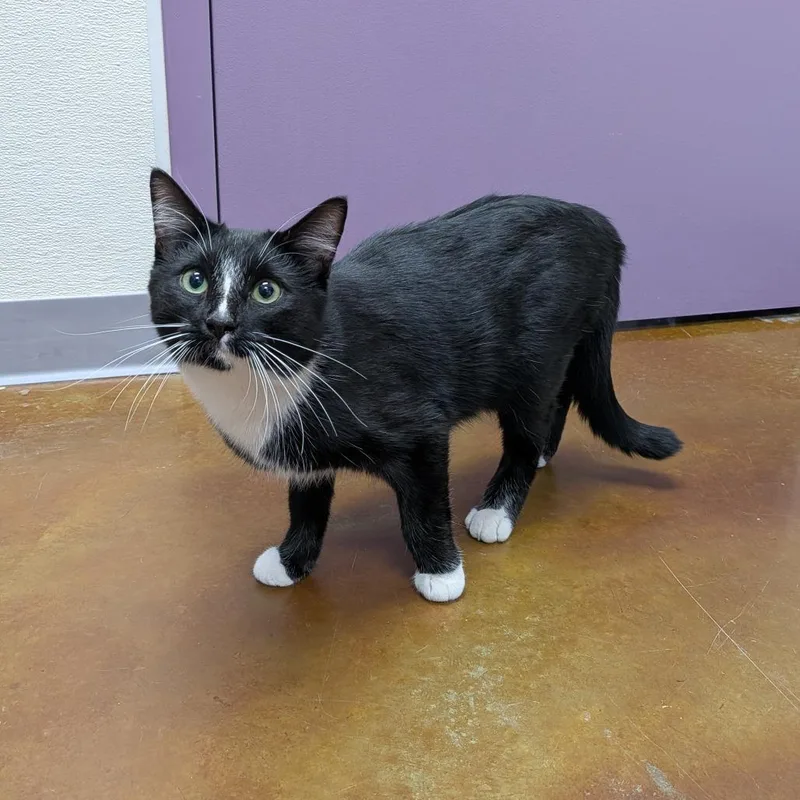 A young medium-sized male Black Domestic Short Hair cat named Stray Hold Buddy for adoption in Albuquerque, NM