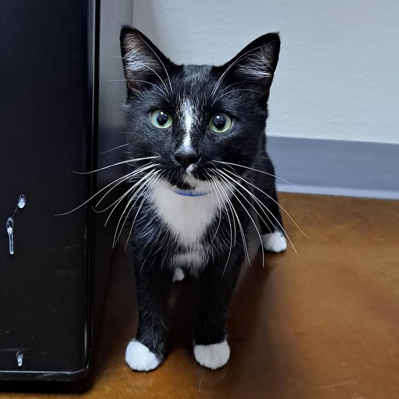Stray Hold Buddy thumbnail 2