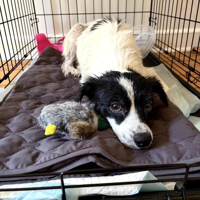 An adult small-sized female Black Mixed Breed dog named Baby G for adoption in Rockville, MD