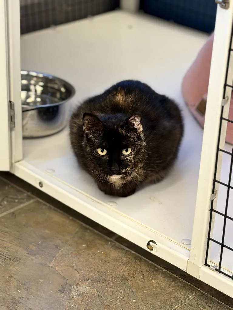 Catarina thumbnail 3