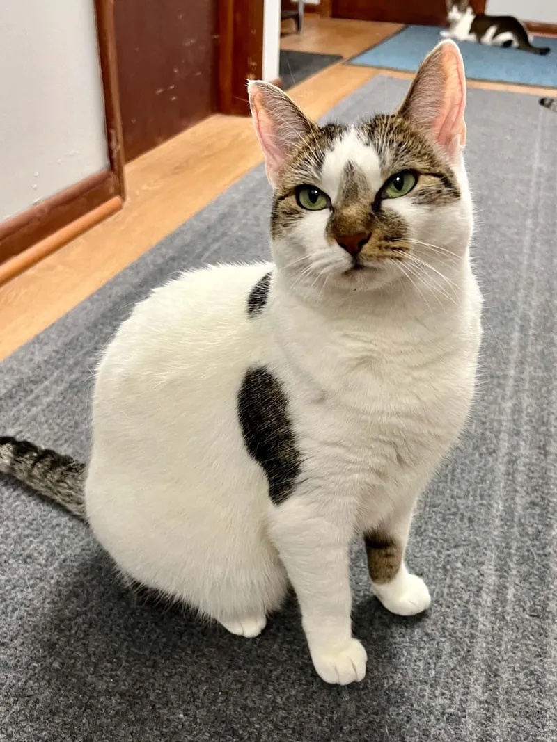 An adult medium-sized female Domestic Short Hair cat named Winnifer for adoption in Warminster, PA