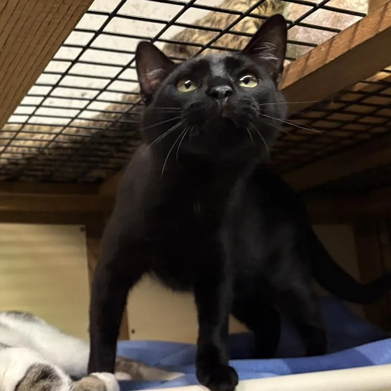 A young medium-sized male Black Domestic Short Hair cat named Frankie for adoption in Beacon, NY