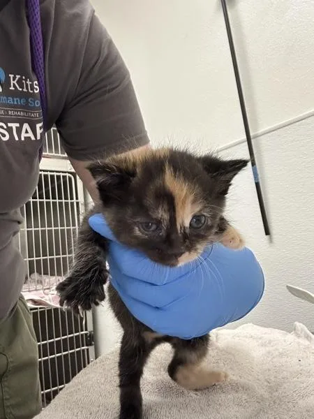 A baby medium-sized female Domestic Short Hair cat named Aloe   Bonded for adoption in Silverdale, WA