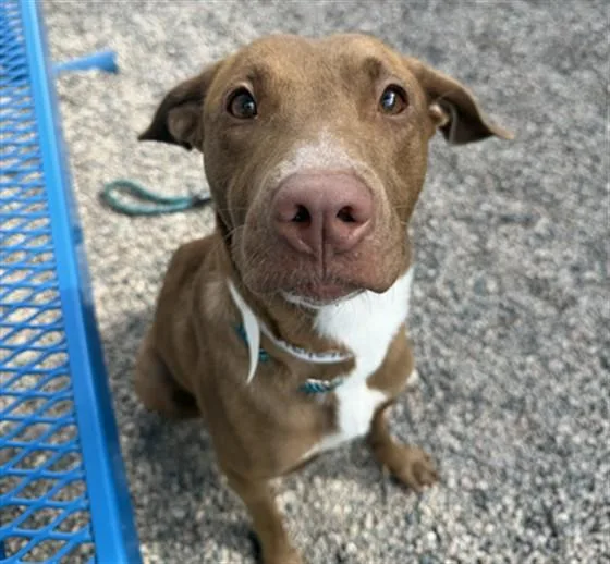 A young large-sized female Pit Bull Terrier dog named Paprika for adoption in Mesa, AZ